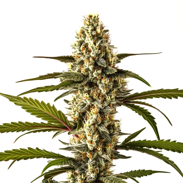 Lemon Haze Auto (Blimburn Seeds) – offizielles Produktbild