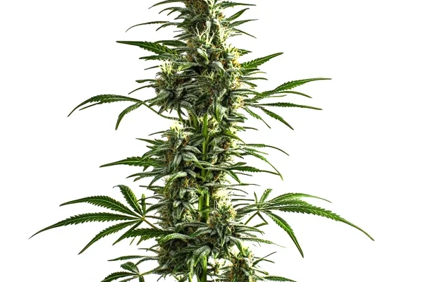 Lemon Haze Diesel (Blimburn Seeds) – offizielles Produktbild