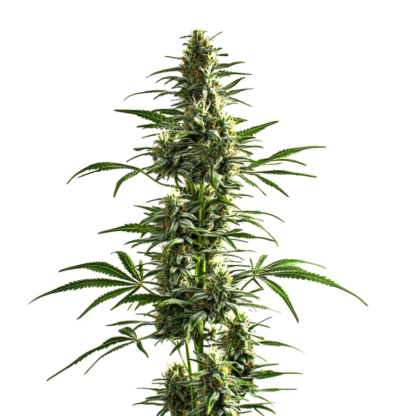 Lemon Haze Diesel (Blimburn Seeds) – offizielles Produktbild