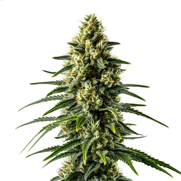 Lemon Haze Schnellversion (Blimburn Seeds) – offizielles Produktbild