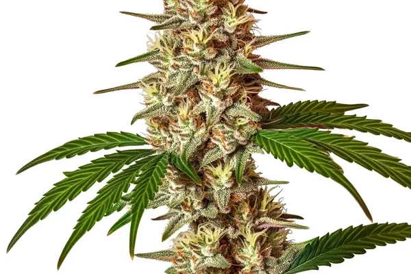 Lemon Jack Auto (Blimburn Seeds) – offizielles Produktbild