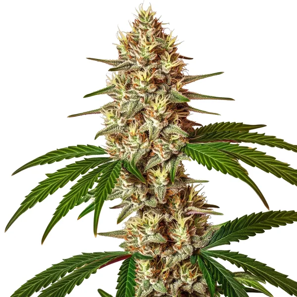Lemon Jack Auto (Blimburn Seeds) – offizielles Produktbild