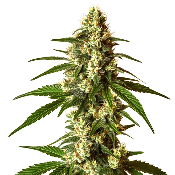 Lemon Kush (Blimburn Seeds) – offizielles Produktbild