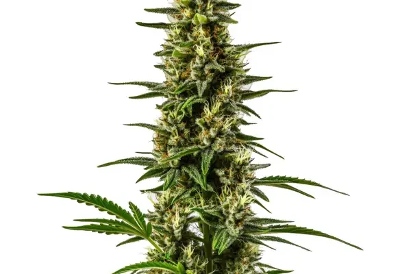 Lemon OG (Blimburn Seeds) – offizielles Produktbild
