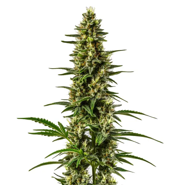 Lemon OG (Blimburn Seeds) – offizielles Produktbild