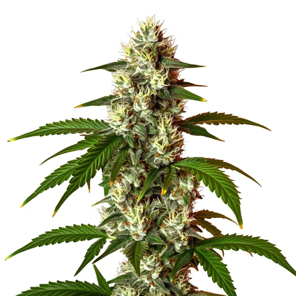 Lemon OG Schnellversion (Blimburn Seeds) – offizielles Produktbild