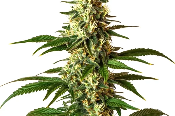 Lemon Pie Regulär (Blimburn Seeds) – offizielles Produktbild