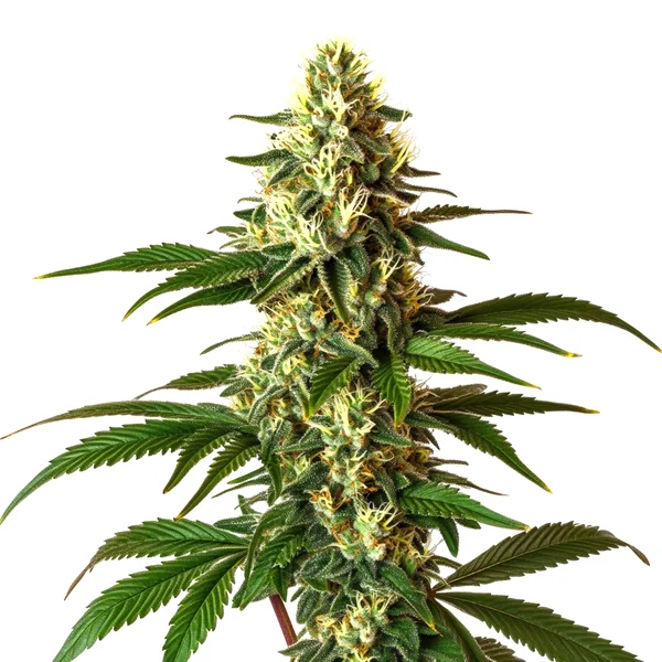 Lemon Pie Regulär (Blimburn Seeds) – offizielles Produktbild
