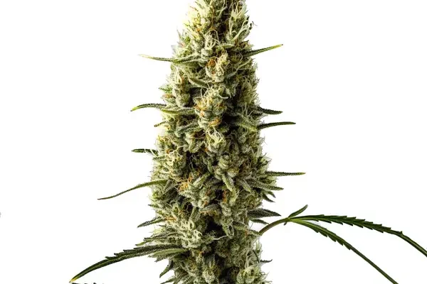 Lemon Skunk Auto (Blimburn Seeds) – offizielles Produktbild