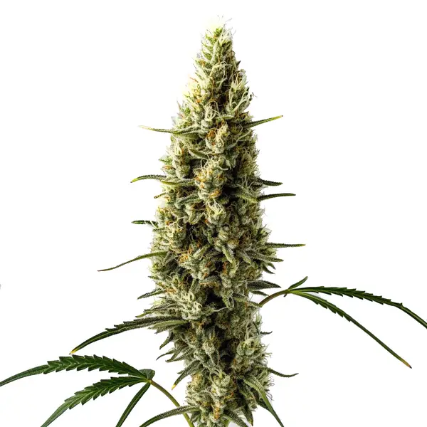 Lemon Skunk Auto (Blimburn Seeds) – offizielles Produktbild