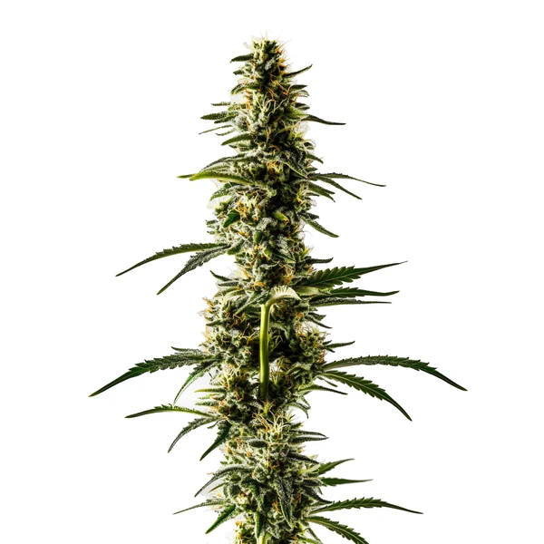 Lemon Skunk (Blimburn Seeds) – offizielles Produktbild
