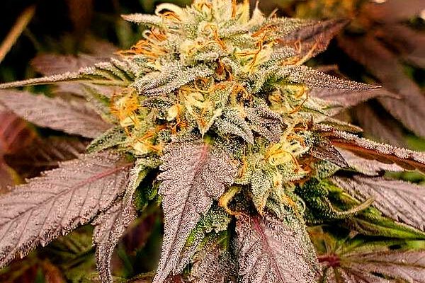 Lemon Star (Blimburn Seeds) – offizielles Produktbild