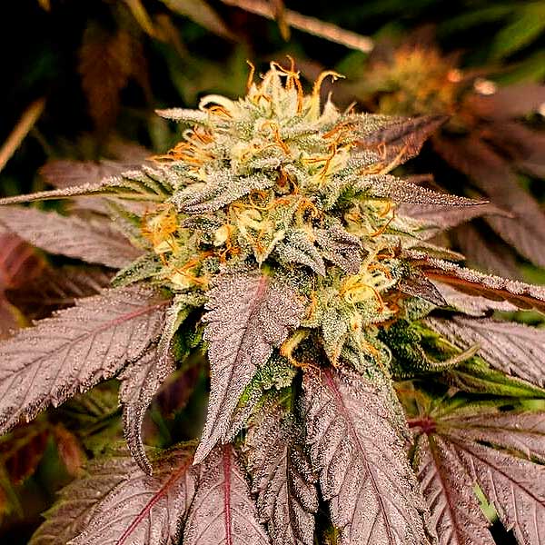 Lemon Star (Blimburn Seeds) – offizielles Produktbild