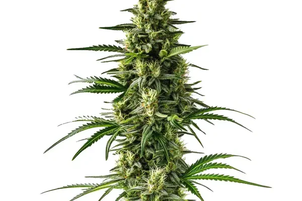 Lemon Tree (Blimburn Seeds) – offizielles Produktbild