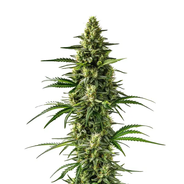 Lemon Tree (Blimburn Seeds) – offizielles Produktbild