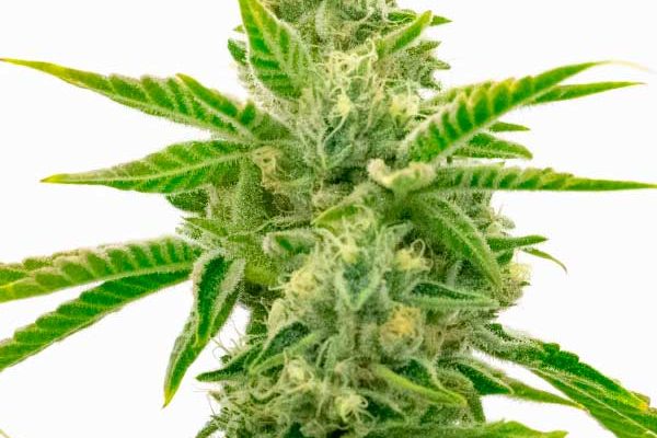 Lemon Tree x Channel Kush (Blimburn Seeds) – offizielles Produktbild