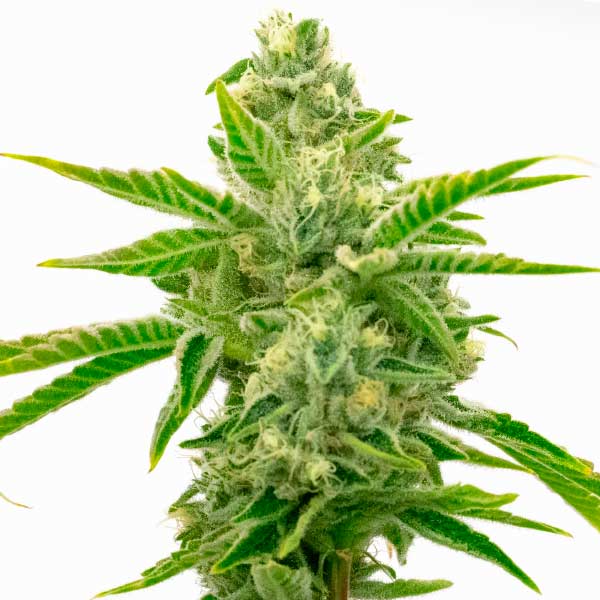 Lemon Tree x Channel Kush (Blimburn Seeds) – offizielles Produktbild