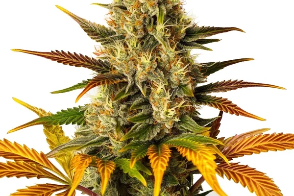 Lemon Tree x Zkittlez (Blimburn Seeds) – offizielles Produktbild