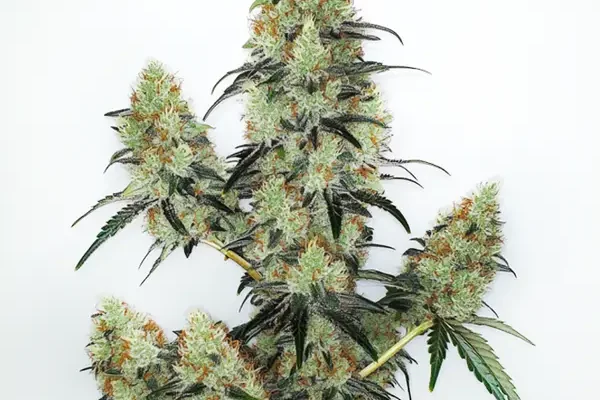 Lemon Zkittlez Auto (Blimburn Seeds) – offizielles Produktbild