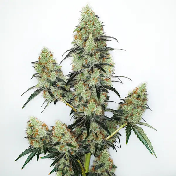 Lemon Zkittlez Auto (Blimburn Seeds) – offizielles Produktbild