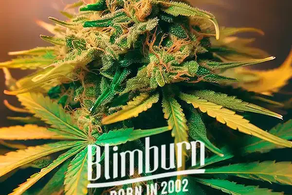 Lemonaid OG (Blimburn Seeds) – offizielles Produktbild