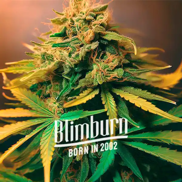 Lemonaid OG (Blimburn Seeds) – offizielles Produktbild