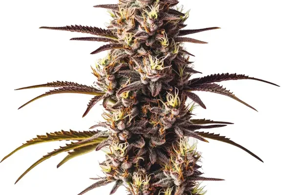London Pound Cake (Blimburn Seeds) – offizielles Produktbild