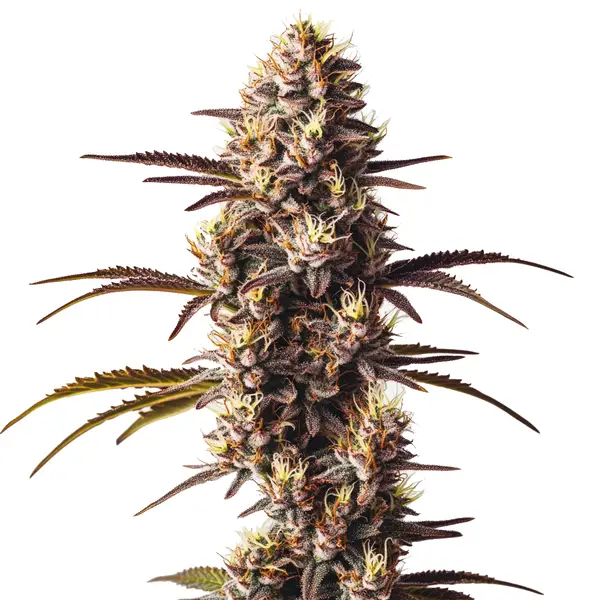London Pound Cake (Blimburn Seeds) – offizielles Produktbild