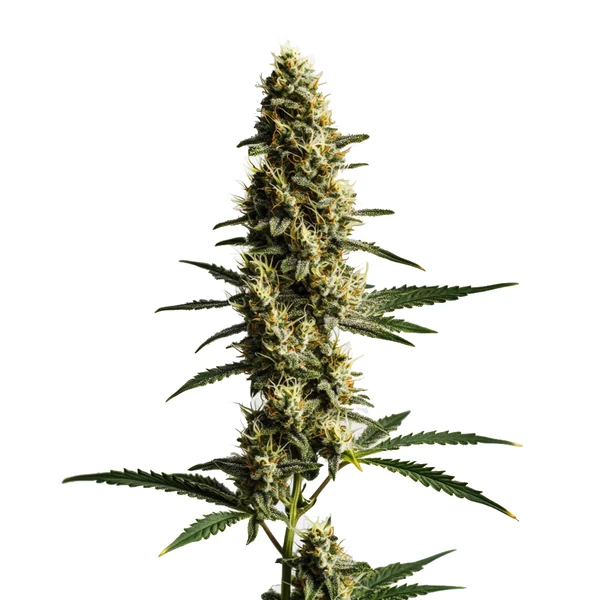 Love Potion Auto (Blimburn Seeds) – offizielles Produktbild