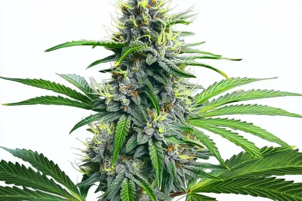 Lowryder Auto (Blimburn Seeds) – offizielles Produktbild