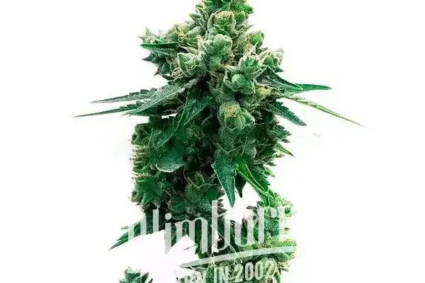 Lyly Sour x Blue OG (Blimburn Seeds) – offizielles Produktbild