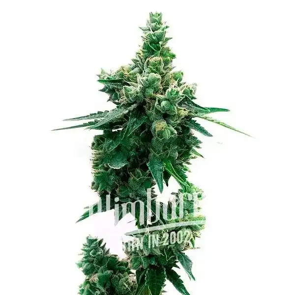 Lyly Sour x Blue OG (Blimburn Seeds) – offizielles Produktbild