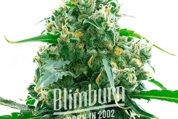 M8 (Blimburn Seeds) – offizielles Produktbild
