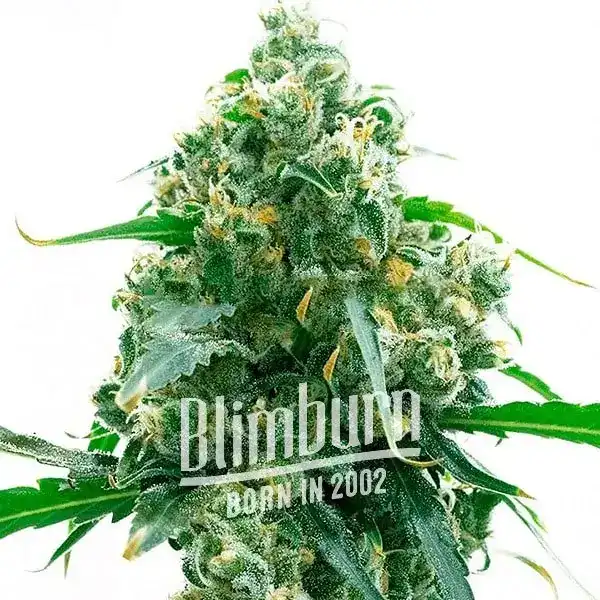 M8 (Blimburn Seeds) – offizielles Produktbild