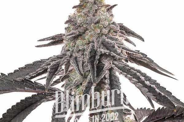 Miracle Alien Cookies 1 Regular (Blimburn Seeds) – offizielles Produktbild