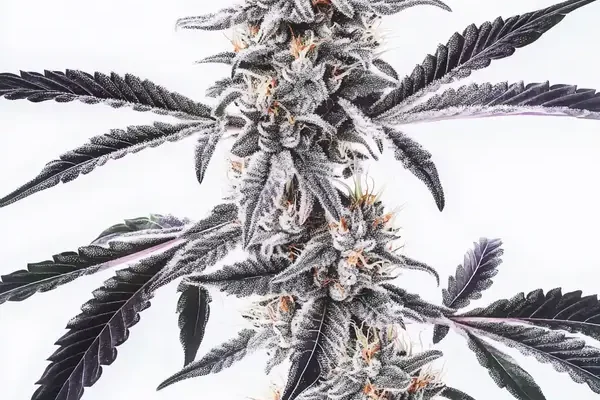 MAC x Rainbow Regulär (Blimburn Seeds) – offizielles Produktbild