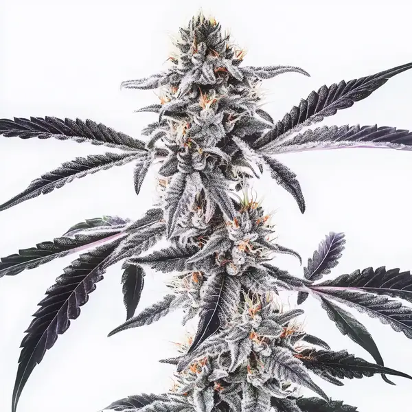 MAC x Rainbow Regulär (Blimburn Seeds) – offizielles Produktbild