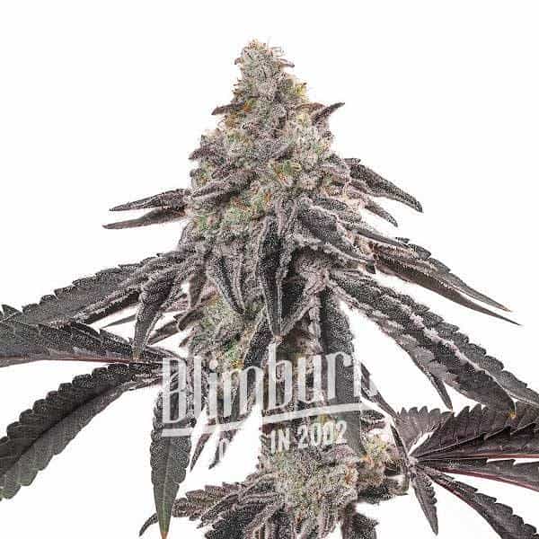 Miracle Alien Cookies 1 Regular (Blimburn Seeds) – offizielles Produktbild
