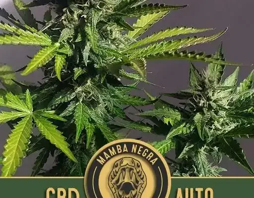 Mamba Negra CBD Auto (Blimburn Seeds) – offizielles Produktbild