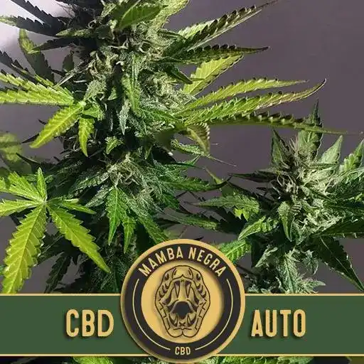 Mamba Negra CBD Auto (Blimburn Seeds) – offizielles Produktbild
