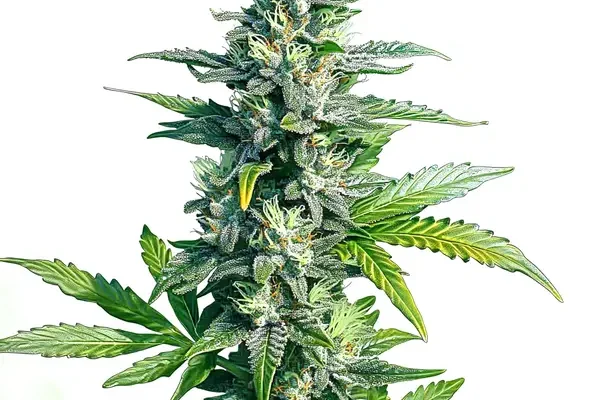 MK Ultra (Blimburn Seeds) – offizielles Produktbild