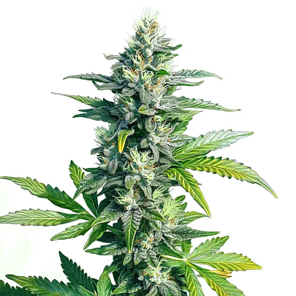 MK Ultra (Blimburn Seeds) – offizielles Produktbild