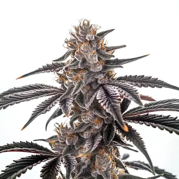 Mac Burger (Blimburn Seeds) – offizielles Produktbild