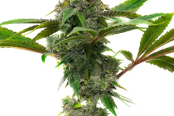 Mac & Cheese (Blimburn Seeds) – offizielles Produktbild