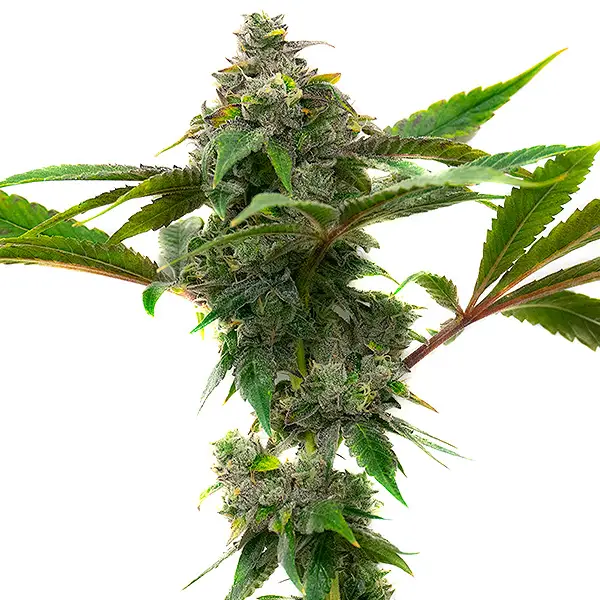 Mac & Cheese (Blimburn Seeds) – offizielles Produktbild