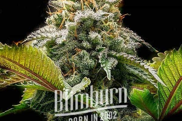 Mac Rillaz F1 (Blimburn Seeds) – offizielles Produktbild