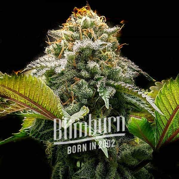 Mac Rillaz F1 (Blimburn Seeds) – offizielles Produktbild