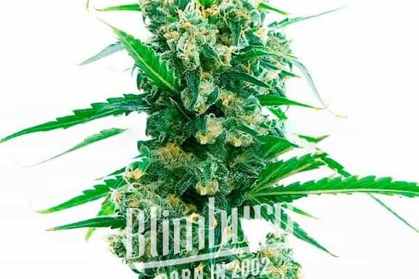 Magnum Auto (Blimburn Seeds) – offizielles Produktbild