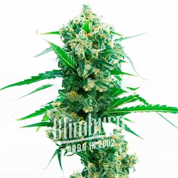 Magnum Auto (Blimburn Seeds) – offizielles Produktbild