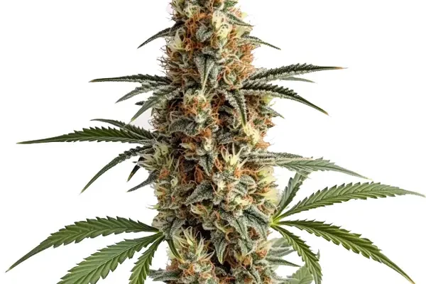Mamba Negra (Blimburn Seeds) – offizielles Produktbild